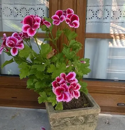 דירה El Portiellu